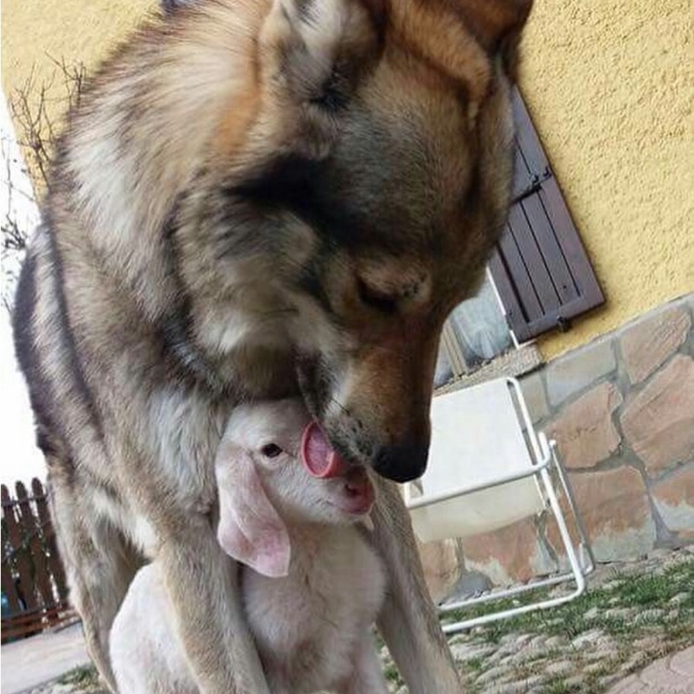 Meet your Posher, Anna